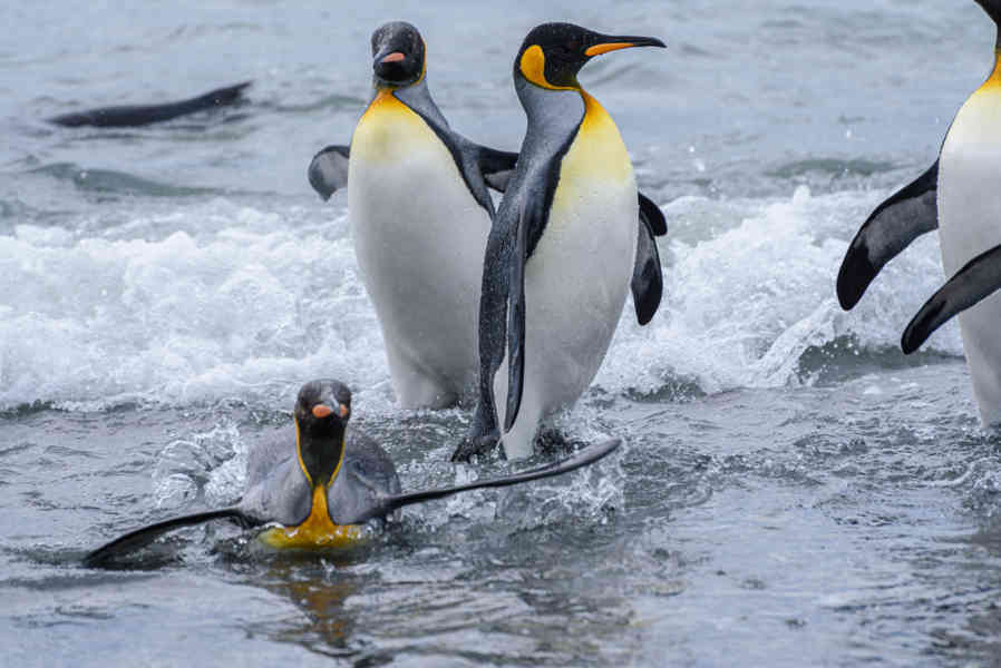 Pingüino Rey - islas Georgias del Sur 092.jpg